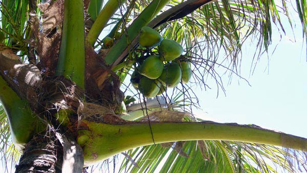 グアム椰子の実の写真